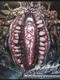 Yakouga 5