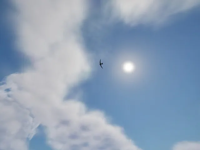 APUS: Bird Simulator