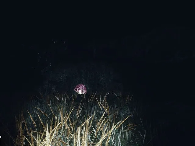 Dead Shells