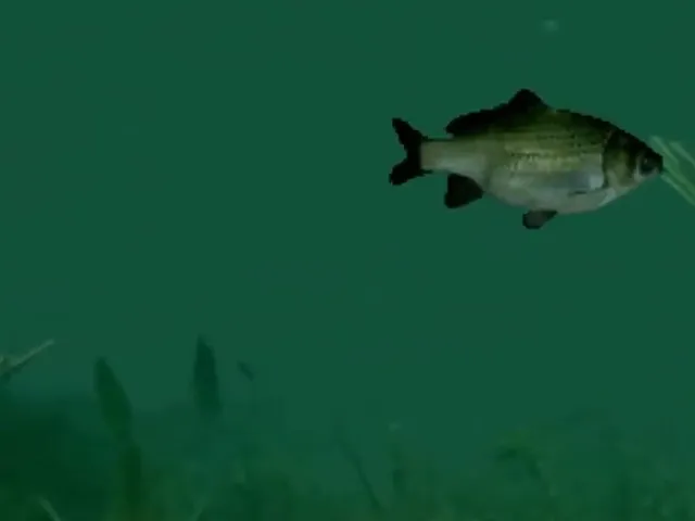 Reel Fishing