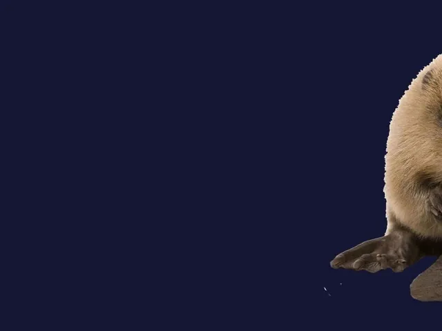Stroke The Beaver