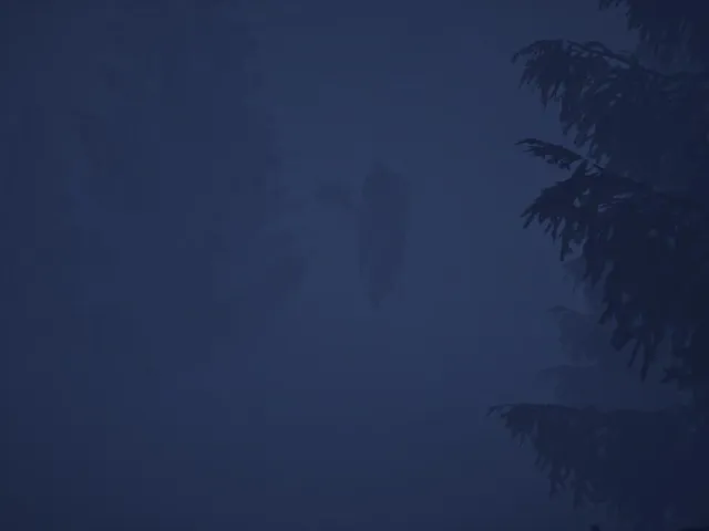 Whispers In The Woods